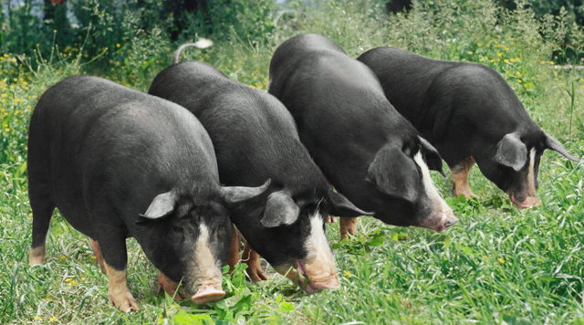 火眼金睛！工厂化白猪和农村圈养猪以及程岭黑山猪的区别